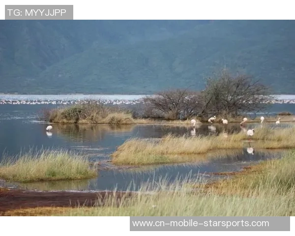 费尔明独特比喻展现队友风采特狮领袖卡萨多比特犬亚马尔最佳